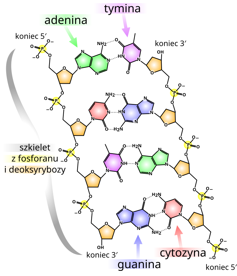 Model podwójnej helisy DNA