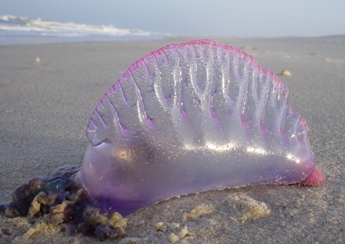 Meduza w wodzie