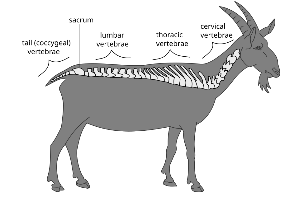 Budowa kręgosłupa