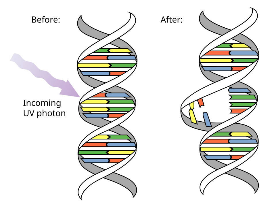 Schemat uszkodzenia DNA przez foton UV