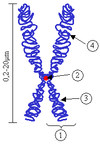 Budowa chromosomu
