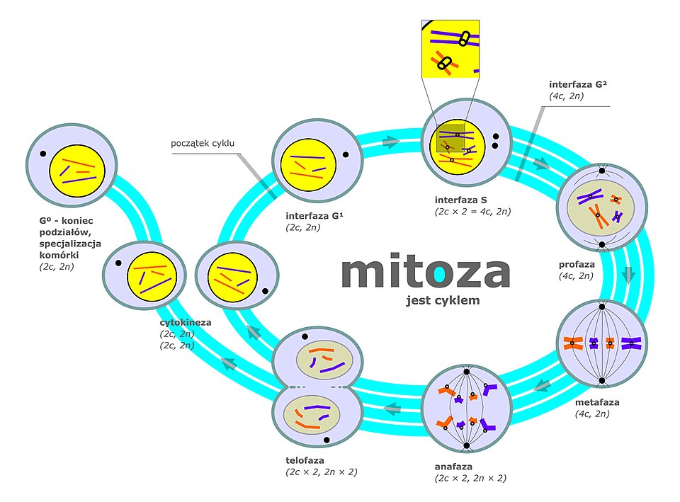 Fazy mitozy