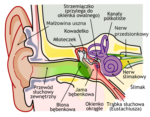 Budowa ucha