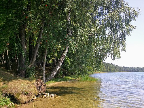 Jezioro wśród lasów