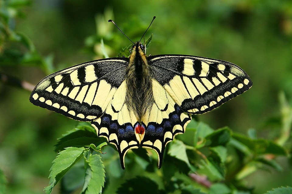 Motyl z rozłożonymi skrzydłami