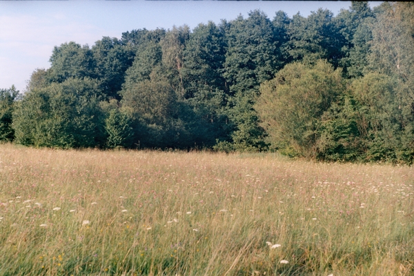 Kwitnąca łąka
