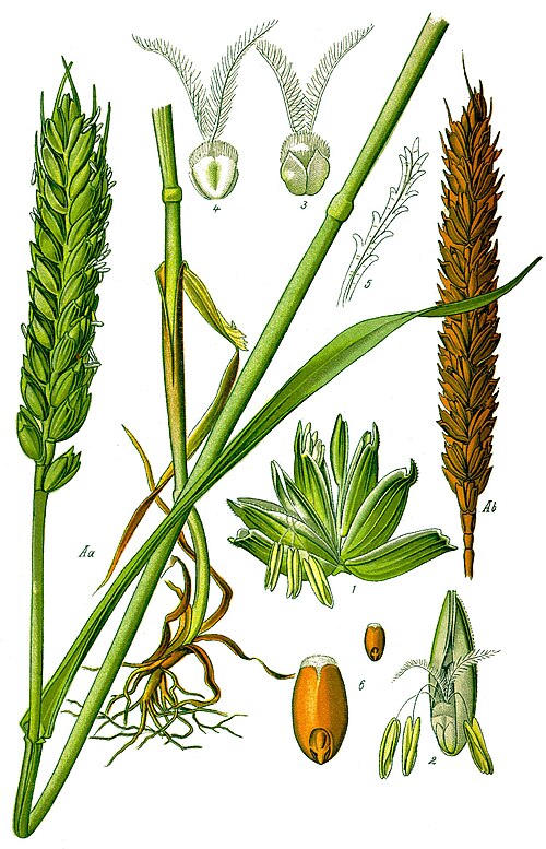 Rycina botaniczna pszenicy zwyczajnej